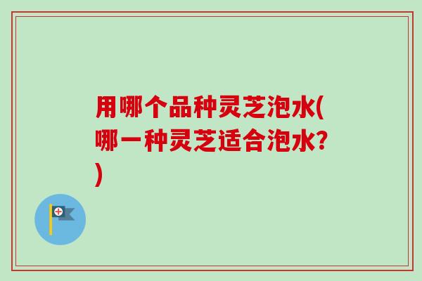 用哪个品种灵芝泡水(哪一种灵芝适合泡水?)-第1张图片-卓越灵芝孢子粉 用哪个品种灵芝泡水(哪一种灵芝适合泡水?)-第1张图片-卓越灵芝孢子粉