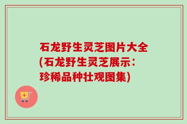 石龙野生灵芝图片大全(石龙野生灵芝展示:珍稀品种壮观图集)-第1张图片-卓越灵芝孢子粉 石龙野生灵芝图片大全(石龙野生灵芝展示:珍稀品种壮观图集)-第1张图片-卓越灵芝孢子粉