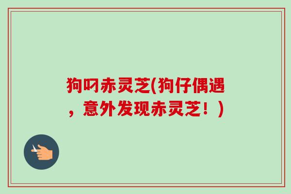 狗叼赤灵芝(狗仔偶遇,意外发现赤灵芝!)-第1张图片-卓越灵芝孢子粉 狗叼赤灵芝(狗仔偶遇,意外发现赤灵芝!)-第1张图片-卓越灵芝孢子粉