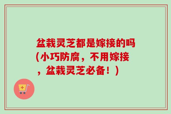 盆栽灵芝都是嫁接的吗(小巧防腐,不用嫁接,盆栽灵芝必备!)-第1张图片-卓越灵芝孢子粉 盆栽灵芝都是嫁接的吗(小巧防腐,不用嫁接,盆栽灵芝必备!)-第1张图片-卓越灵芝孢子粉