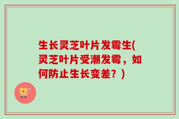 生长灵芝叶片发霉生(灵芝叶片受潮发霉,如何防止生长变差?)-第1张图片-卓越灵芝孢子粉 生长灵芝叶片发霉生(灵芝叶片受潮发霉,如何防止生长变差?)-第1张图片-卓越灵芝孢子粉