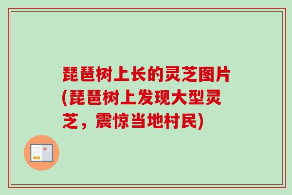 琵琶树上长的灵芝图片(琵琶树上发现大型灵芝，震惊当地村民)-第1张图片-卓越灵芝孢子粉