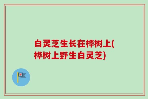 白灵芝生长在桦树上(桦树上野生白灵芝)-第1张图片-卓越灵芝孢子粉 白灵芝生长在桦树上(桦树上野生白灵芝)-第1张图片-卓越灵芝孢子粉