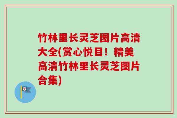 竹林里长灵芝图片高清大全(赏心悦目！精美高清竹林里长灵芝图片合集)-第1张图片-卓越灵芝孢子粉