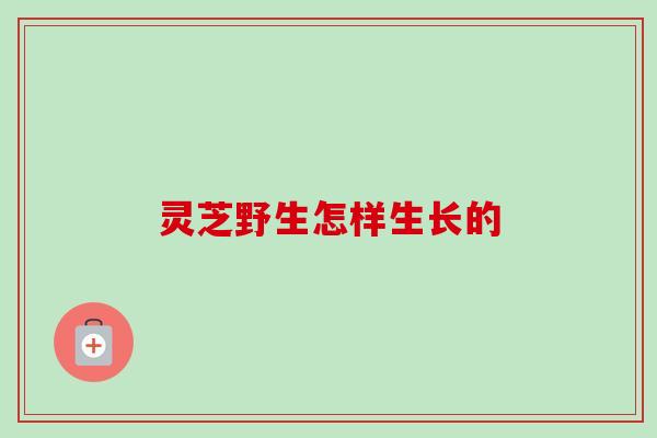 灵芝野生怎样生长的-第1张图片-卓越灵芝孢子粉 灵芝野生怎样生长的-第1张图片-卓越灵芝孢子粉