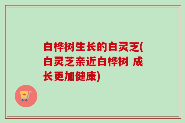 白桦树生长的白灵芝(白灵芝亲近白桦树 成长更加健康)-第1张图片-卓越灵芝孢子粉 白桦树生长的白灵芝(白灵芝亲近白桦树 成长更加健康)-第1张图片-卓越灵芝孢子粉