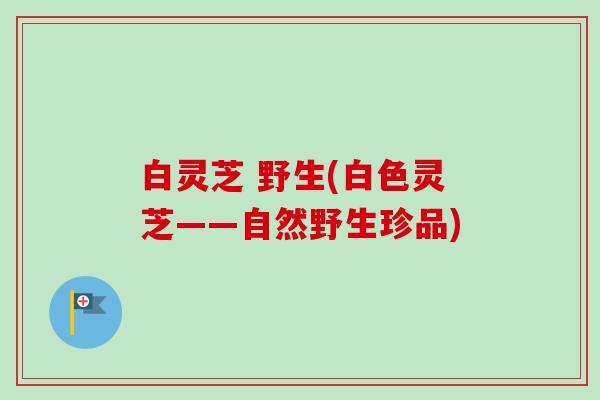 白灵芝 野生(白色灵芝——自然野生珍品)-第1张图片-卓越灵芝孢子粉 白灵芝 野生(白色灵芝——自然野生珍品)-第1张图片-卓越灵芝孢子粉