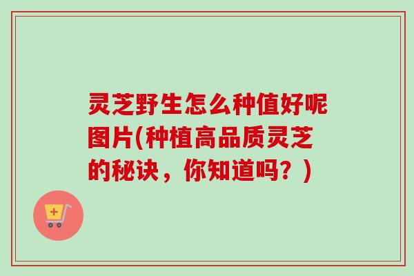 灵芝野生怎么种值好呢图片(种植高品质灵芝的秘诀,你知道吗?)-第1张图片-卓越灵芝孢子粉 灵芝野生怎么种值好呢图片(种植高品质灵芝的秘诀,你知道吗?)-第1张图片-卓越灵芝孢子粉