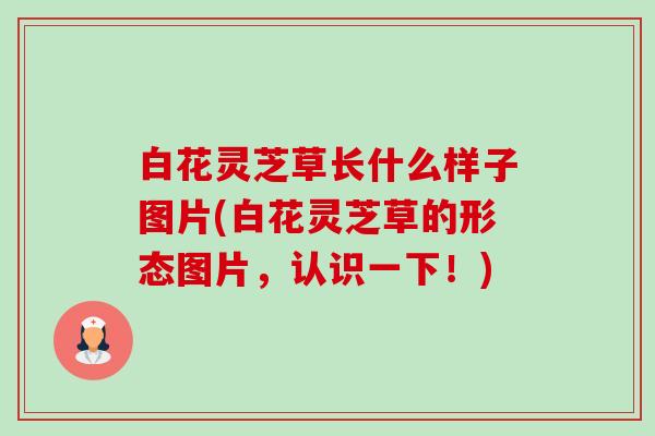 白花灵芝草长什么样子图片(白花灵芝草的形态图片,认识一下!)-第1张图片-卓越灵芝孢子粉 白花灵芝草长什么样子图片(白花灵芝草的形态图片,认识一下!)-第1张图片-卓越灵芝孢子粉