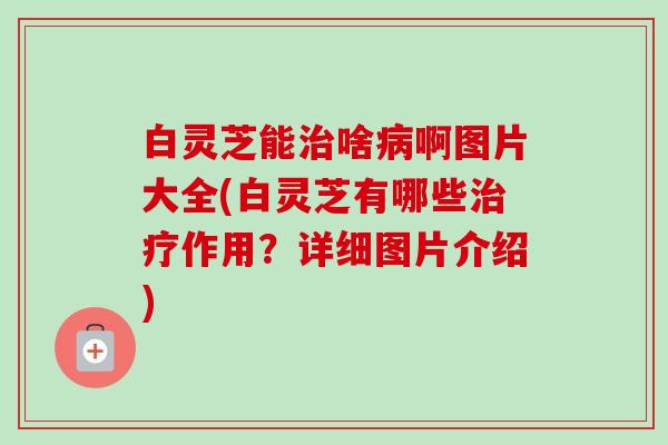 白灵芝能治啥病啊图片大全(白灵芝有哪些治疗作用?详细图片介绍)-第1张图片-卓越灵芝孢子粉 白灵芝能治啥病啊图片大全(白灵芝有哪些治疗作用?详细图片介绍)-第1张图片-卓越灵芝孢子粉