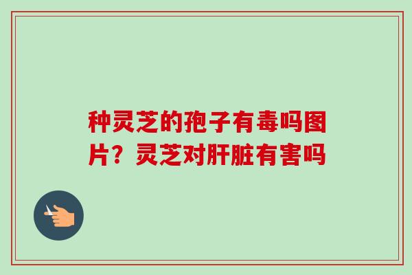 种灵芝的孢子有毒吗图片?灵芝对肝脏有害吗-第1张图片-卓越灵芝孢子粉 种灵芝的孢子有毒吗图片?灵芝对肝脏有害吗-第1张图片-卓越灵芝孢子粉