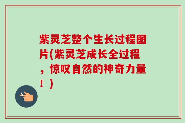 紫灵芝整个生长过程图片(紫灵芝成长全过程,惊叹自然的神奇力量!)-第1张图片-卓越灵芝孢子粉 紫灵芝整个生长过程图片(紫灵芝成长全过程,惊叹自然的神奇力量!)-第1张图片-卓越灵芝孢子粉