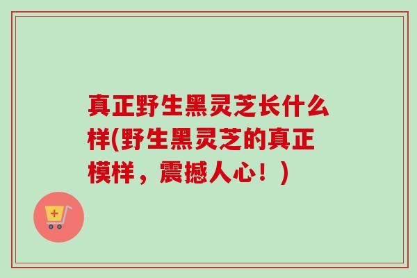 真正野生黑灵芝长什么样(野生黑灵芝的真正模样,震撼人心!)-第1张图片-卓越灵芝孢子粉 真正野生黑灵芝长什么样(野生黑灵芝的真正模样,震撼人心!)-第1张图片-卓越灵芝孢子粉
