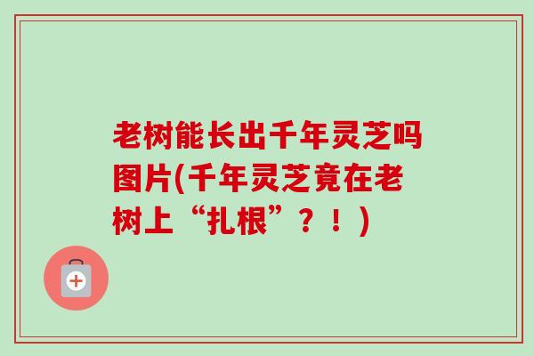 老树能长出千年灵芝吗图片(千年灵芝竟在老树上“扎根”？！)-第1张图片-卓越灵芝孢子粉