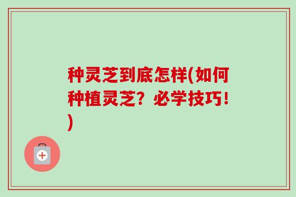 种灵芝到底怎样(如何种植灵芝？必学技巧！)-第1张图片-卓越灵芝孢子粉
