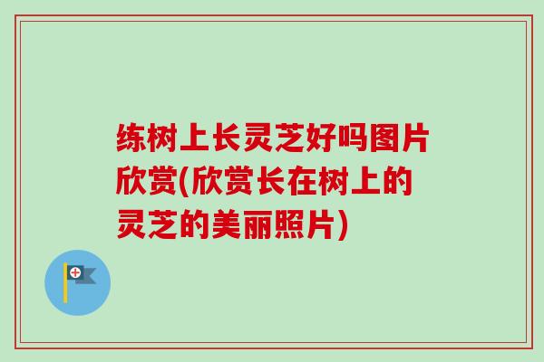练树上长灵芝好吗图片欣赏(欣赏长在树上的灵芝的美丽照片)-第1张图片-卓越灵芝孢子粉 练树上长灵芝好吗图片欣赏(欣赏长在树上的灵芝的美丽照片)-第1张图片-卓越灵芝孢子粉