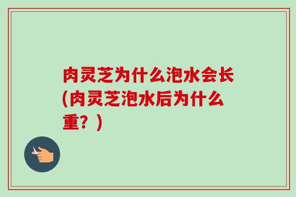 肉灵芝为什么泡水会长(肉灵芝泡水后为什么重？)-第1张图片-卓越灵芝孢子粉