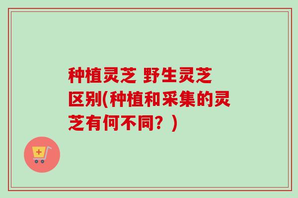 种植灵芝 野生灵芝 区别(种植和采集的灵芝有何不同？)-第1张图片-卓越灵芝孢子粉