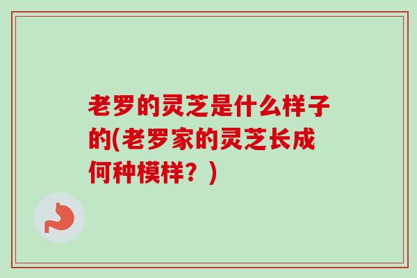 老罗的灵芝是什么样子的(老罗家的灵芝长成何种模样?)-第1张图片-卓越灵芝孢子粉 老罗的灵芝是什么样子的(老罗家的灵芝长成何种模样?)-第1张图片-卓越灵芝孢子粉