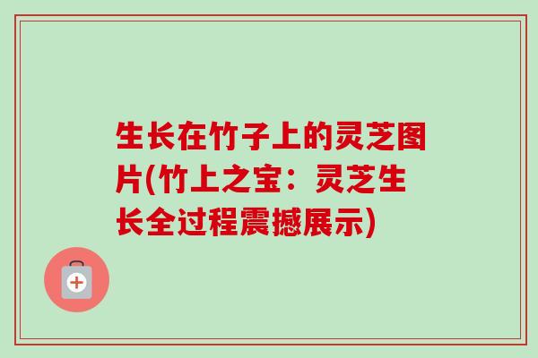 生长在竹子上的灵芝图片(竹上之宝:灵芝生长全过程震撼展示)-第1张图片-卓越灵芝孢子粉 生长在竹子上的灵芝图片(竹上之宝:灵芝生长全过程震撼展示)-第1张图片-卓越灵芝孢子粉