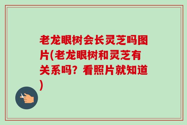 老龙眼树会长灵芝吗图片(老龙眼树和灵芝有关系吗？看照片就知道)-第1张图片-卓越灵芝孢子粉