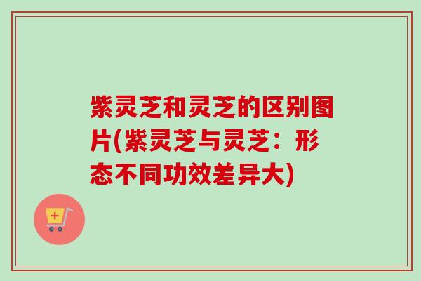 紫灵芝和灵芝的区别图片(紫灵芝与灵芝:形态不同功效差异大)-第1张图片-卓越灵芝孢子粉 紫灵芝和灵芝的区别图片(紫灵芝与灵芝:形态不同功效差异大)-第1张图片-卓越灵芝孢子粉