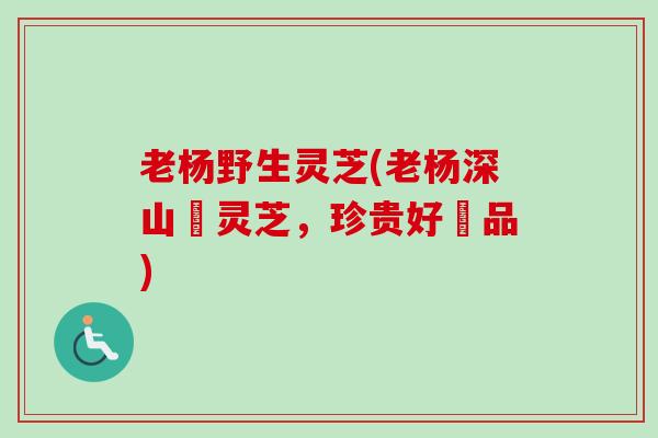 老杨野生灵芝(老杨深山採灵芝,珍贵好癒品)-第1张图片-卓越灵芝孢子粉 老杨野生灵芝(老杨深山採灵芝,珍贵好癒品)-第1张图片-卓越灵芝孢子粉
