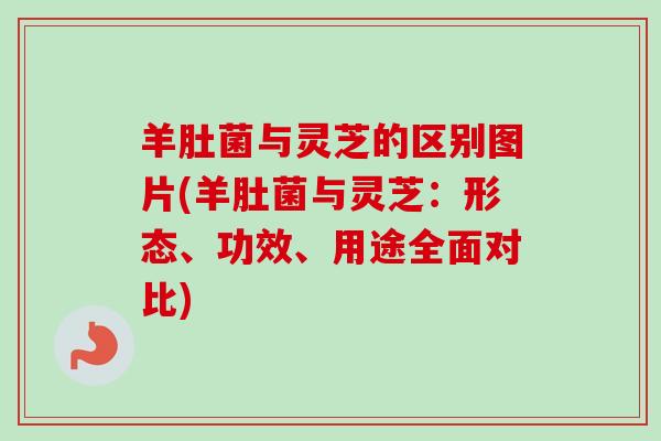 羊肚菌与灵芝的区别图片(羊肚菌与灵芝:形态、功效、用途全面对比)-第1张图片-卓越灵芝孢子粉 羊肚菌与灵芝的区别图片(羊肚菌与灵芝:形态、功效、用途全面对比)-第1张图片-卓越灵芝孢子粉