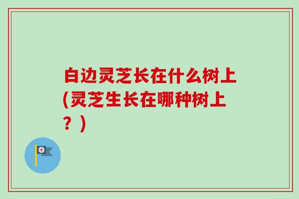 白边灵芝长在什么树上(灵芝生长在哪种树上？)-第1张图片-卓越灵芝孢子粉