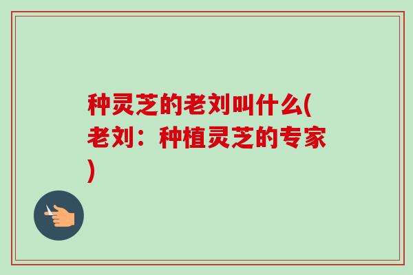 种灵芝的老刘叫什么(老刘:种植灵芝的专家)-第1张图片-卓越灵芝孢子粉 种灵芝的老刘叫什么(老刘:种植灵芝的专家)-第1张图片-卓越灵芝孢子粉