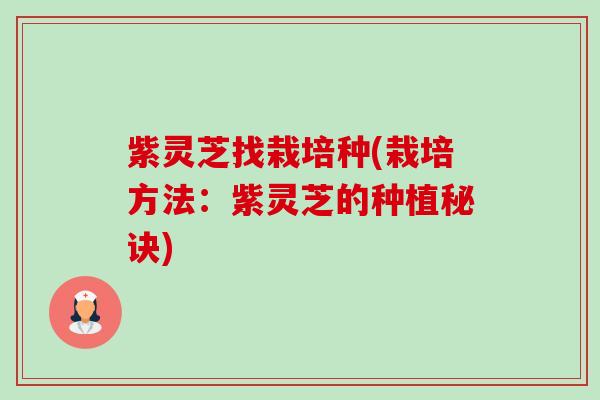 紫灵芝找栽培种(栽培方法:紫灵芝的种植秘诀)-第1张图片-卓越灵芝孢子粉 紫灵芝找栽培种(栽培方法:紫灵芝的种植秘诀)-第1张图片-卓越灵芝孢子粉