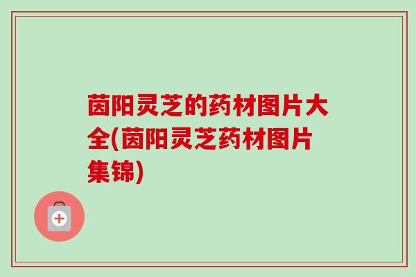 茵阳灵芝的药材图片大全(茵阳灵芝药材图片集锦)-第1张图片-卓越灵芝孢子粉 茵阳灵芝的药材图片大全(茵阳灵芝药材图片集锦)-第1张图片-卓越灵芝孢子粉