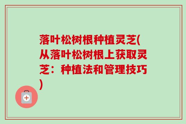 落叶松树根种植灵芝(从落叶松树根上获取灵芝:种植法和管理技巧)-第1张图片-卓越灵芝孢子粉 落叶松树根种植灵芝(从落叶松树根上获取灵芝:种植法和管理技巧)-第1张图片-卓越灵芝孢子粉