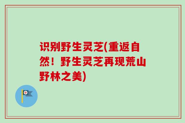 识别野生灵芝(重返自然!野生灵芝再现荒山野林之美)-第1张图片-卓越灵芝孢子粉 识别野生灵芝(重返自然!野生灵芝再现荒山野林之美)-第1张图片-卓越灵芝孢子粉