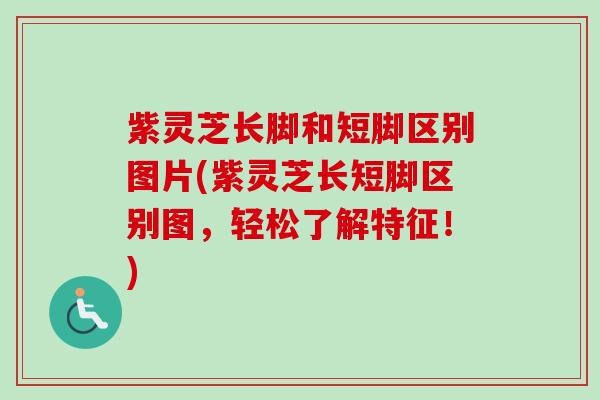 紫灵芝长脚和短脚区别图片(紫灵芝长短脚区别图,轻松了解特征!)-第1张图片-卓越灵芝孢子粉 紫灵芝长脚和短脚区别图片(紫灵芝长短脚区别图,轻松了解特征!)-第1张图片-卓越灵芝孢子粉