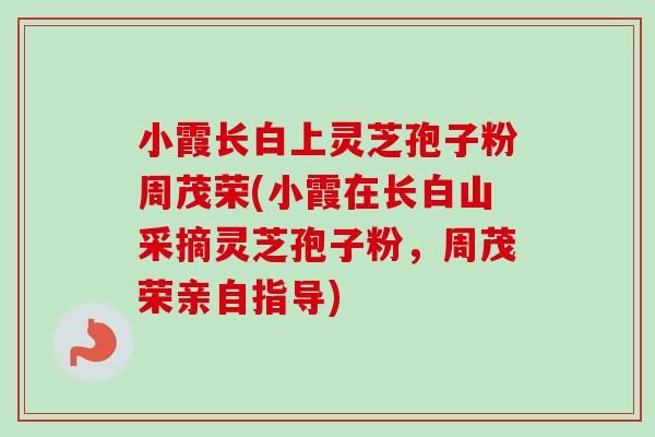 小霞长白上灵芝孢子粉周茂荣(小霞在长白山采摘灵芝孢子粉，周茂荣亲自指导)-第1张图片-卓越灵芝孢子粉