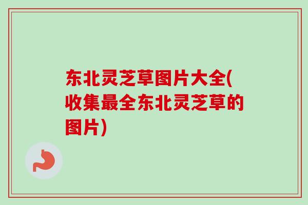 东北灵芝草图片大全(收集最全东北灵芝草的图片)-第1张图片-卓越灵芝孢子粉