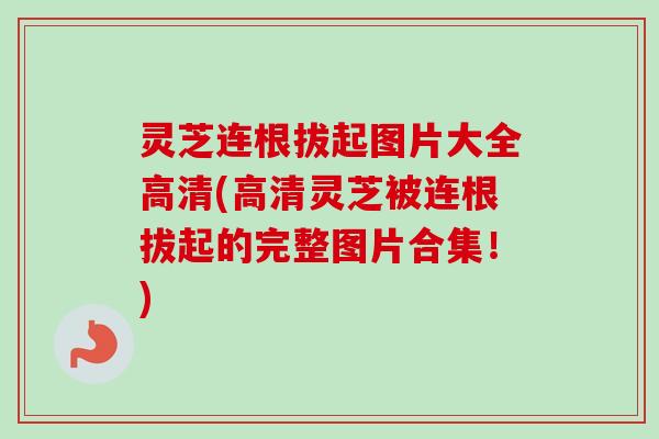 灵芝连根拔起图片大全高清(高清灵芝被连根拔起的完整图片合集!)-第1张图片-卓越灵芝孢子粉 灵芝连根拔起图片大全高清(高清灵芝被连根拔起的完整图片合集!)-第1张图片-卓越灵芝孢子粉