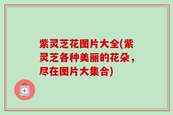 紫灵芝花图片大全(紫灵芝各种美丽的花朵,尽在图片大集合)-第1张图片-卓越灵芝孢子粉 紫灵芝花图片大全(紫灵芝各种美丽的花朵,尽在图片大集合)-第1张图片-卓越灵芝孢子粉