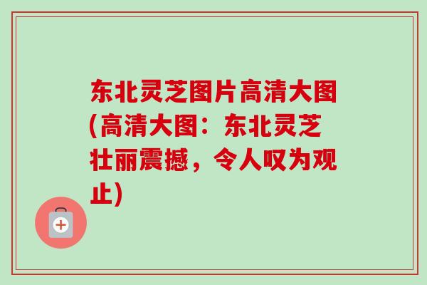 东北灵芝图片高清大图(高清大图：东北灵芝壮丽震撼，令人叹为观止)-第1张图片-卓越灵芝孢子粉