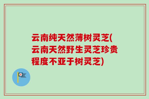 云南纯天然薄树灵芝(云南天然野生灵芝珍贵程度不亚于树灵芝)-第1张图片-卓越灵芝孢子粉