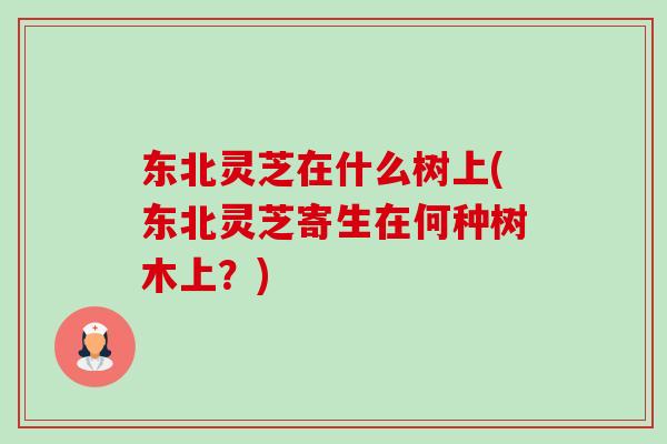 东北灵芝在什么树上(东北灵芝寄生在何种树木上?)-第1张图片-卓越灵芝孢子粉 东北灵芝在什么树上(东北灵芝寄生在何种树木上?)-第1张图片-卓越灵芝孢子粉
