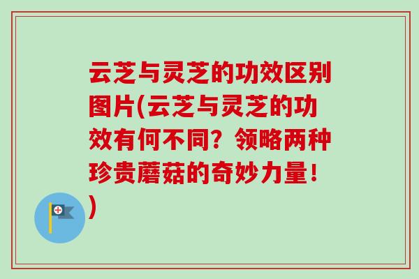 云芝与灵芝的功效区别图片(云芝与灵芝的功效有何不同？领略两种珍贵蘑菇的奇妙力量！)-第1张图片-卓越灵芝孢子粉