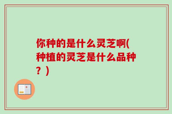 你种的是什么灵芝啊(种植的灵芝是什么品种?)-第1张图片-卓越灵芝孢子粉 你种的是什么灵芝啊(种植的灵芝是什么品种?)-第1张图片-卓越灵芝孢子粉