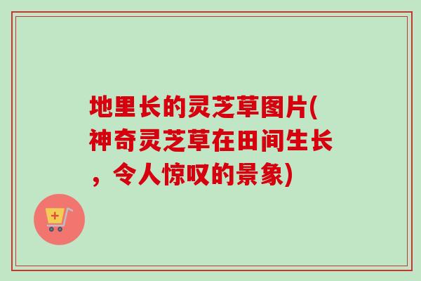地里长的灵芝草图片(神奇灵芝草在田间生长,令人惊叹的景象)-第1张图片-卓越灵芝孢子粉 地里长的灵芝草图片(神奇灵芝草在田间生长,令人惊叹的景象)-第1张图片-卓越灵芝孢子粉