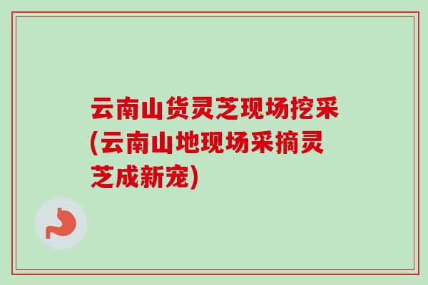云南山货灵芝现场挖采(云南山地现场采摘灵芝成新宠)-第1张图片-卓越灵芝孢子粉 云南山货灵芝现场挖采(云南山地现场采摘灵芝成新宠)-第1张图片-卓越灵芝孢子粉