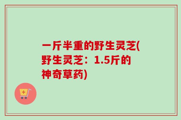 一斤半重的野生灵芝(野生灵芝：1.5斤的神奇草药)-第1张图片-卓越灵芝孢子粉