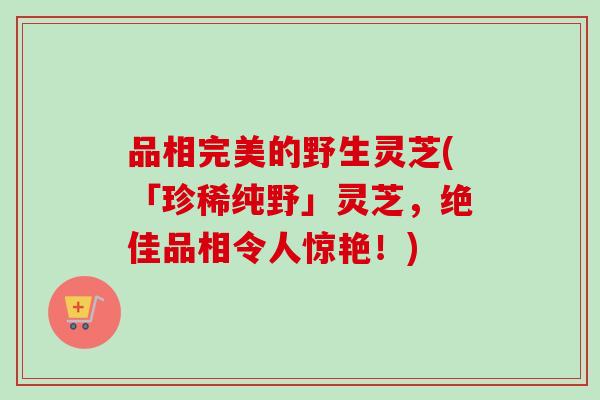 品相完美的野生灵芝(「珍稀纯野」灵芝，绝佳品相令人惊艳！)-第1张图片-卓越灵芝孢子粉