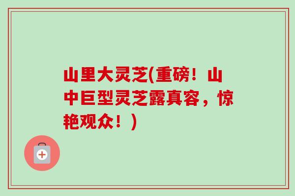 山里大灵芝(重磅！山中巨型灵芝露真容，惊艳观众！)-第1张图片-卓越灵芝孢子粉