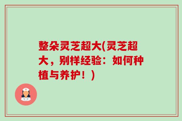 整朵灵芝超大(灵芝超大，别样经验：如何种植与养护！)-第1张图片-卓越灵芝孢子粉